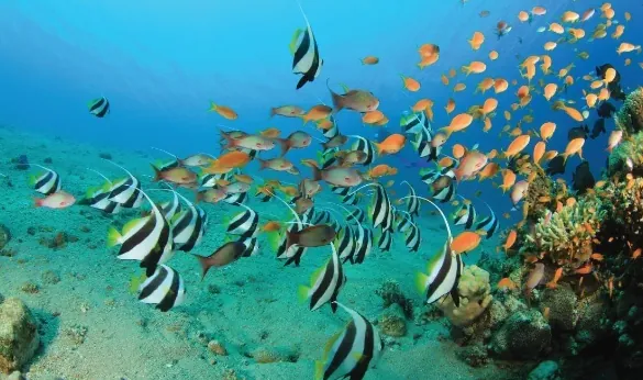 Snorkeling à Trou aux Biches